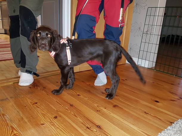 15135760_1035086299936543_4249388548607186288_n