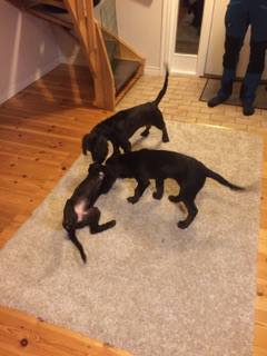 15135927_1035085939936579_9056215170624025299_n