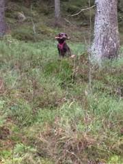 15171272_1035085983269908_2768457473778639199_n