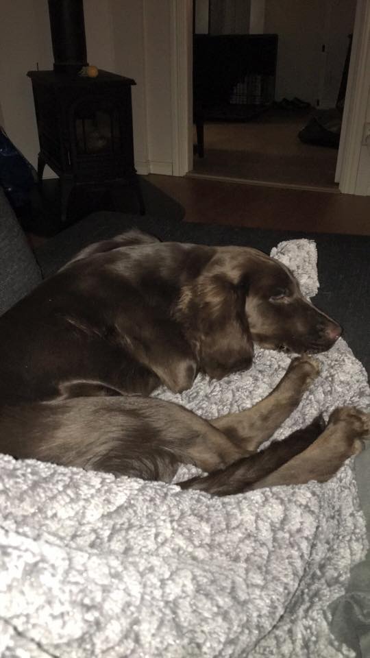 15181364_10154356117923124_201721080731207342_n