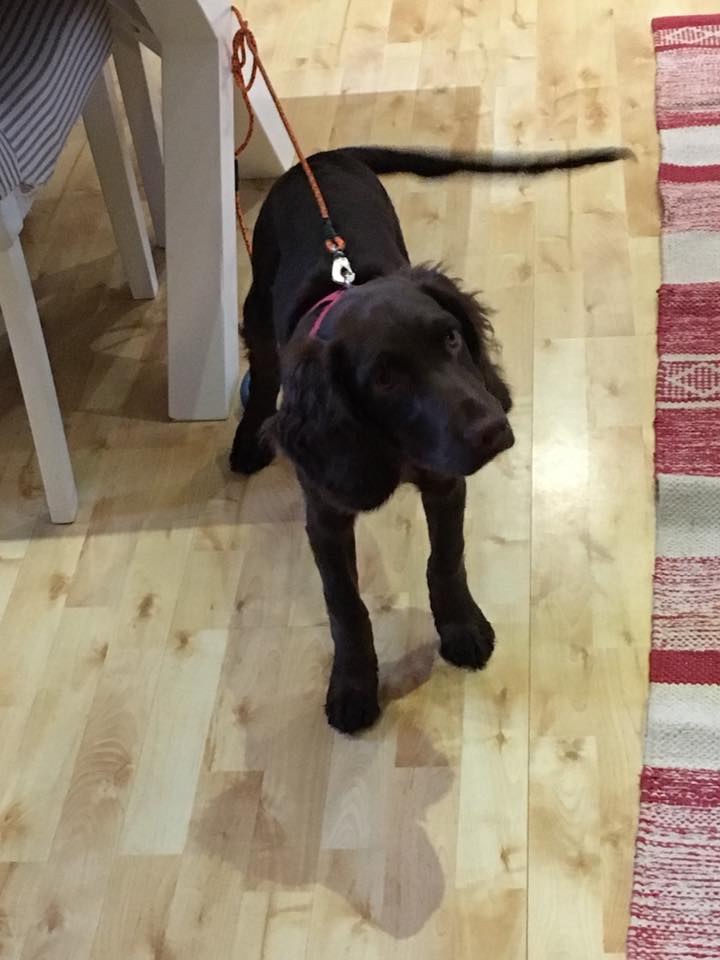 15193540_10154356117883124_5950951160173052404_n