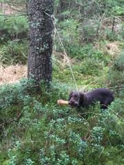 15219540_1035086076603232_1256706930304842243_n