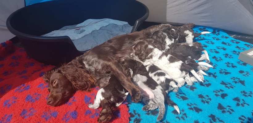 Skilla med valpar 3 maj 2020