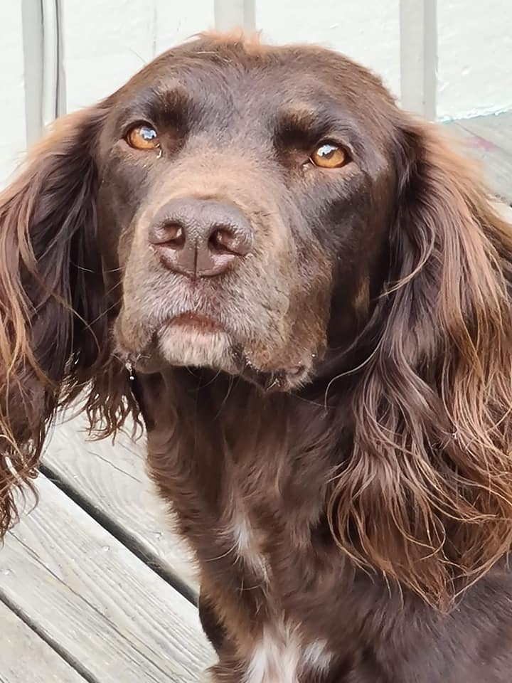 107901489_2944080715703749_1072491409059521945_n